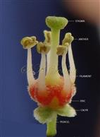 Flower with petals removed